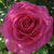 Rosa - Rose Ibridi di Tea - Lucia Nistler®